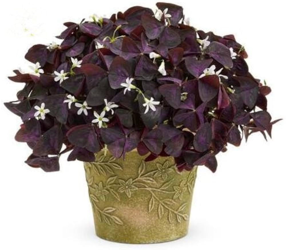 Red Oxalis Purple Shamrock Perennial Flower Seeds