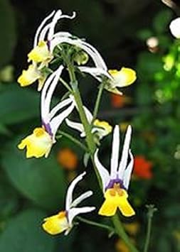 Heirloom Non-GMO Mixed Nemesia Masquerade Flower Seeds for Colorful Garden Display Planting