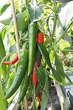 Green Red Chili Vegetable Seeds for Planting,heirloom & Non-GMO Seeds