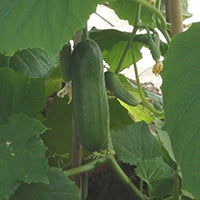 Iznik – Cucumber Seed