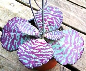 Kalanchoe Humilis Purple White Seeds for planting in home garden