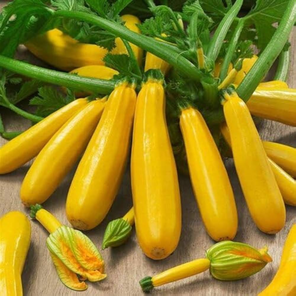 Zucchini Tsuboda pumpkin seeds producing tender, light green zucchini squash with smooth skin, suitable for garden harvesting and stir-fries