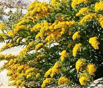Solidago Canadensis Flower Seeds – Heirloom Non-GMO Seeds for Pollinator-Friendly Garden Planting - Canadensis for planting in home garden
