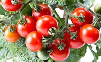 Giant Red Monster Tomato Seeds for Planting - heirloom & Non GMO Seeds