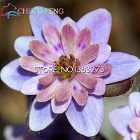 Pink White Hepatica Seeds for Planting – Organic, Heirloom, Non-GMO Flower Seeds