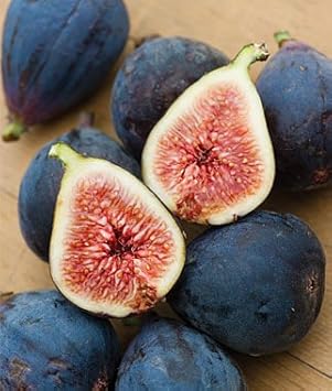Black Mission Fig Fruit Seeds for Planting - Grow the Classic Black Mission Fig Tree, Heirloom Seeds