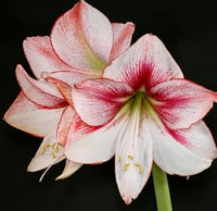 White Red Hippeastrum Flower Seeds – Heirloom Non-GMO Amaryllis Blooms