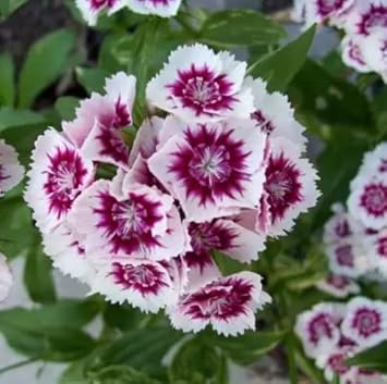 Heirloom Non-GMO White Violet Dianthus Flower Seeds for Dual-Tone Garden Displays and Fragrant Planting