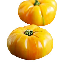 Brandywine (Yellow tomato) for planting in garden