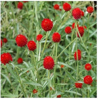 Globe Amaranth Beautiful Indoor Herb Flower Seeds