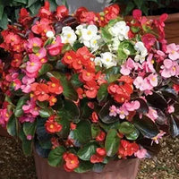 Mixed Begonia Flower Seeds for Home & Garden