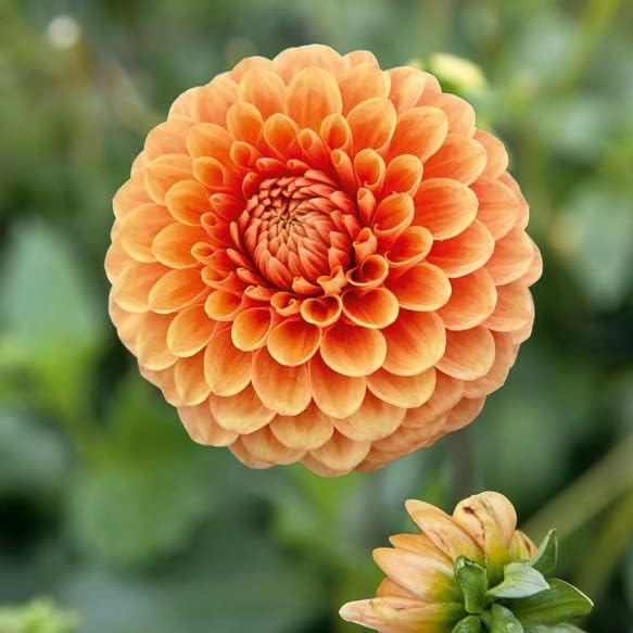 Organic Heirloom Non-GMO Orange Dahlia Seeds for Planting – Bright Garden Blooms