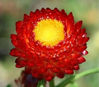 Heirloom Non-GMO Red Strawflower Seeds for Dried Floral Arrangements and Garden Planting