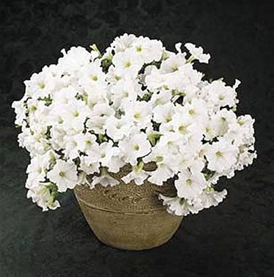 Petunia - Easy for planting in home garden