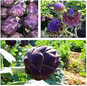 Purple Romagna Plant Seeds for Planting heirloom & Non-GMO Seeds