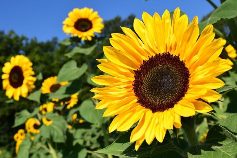 Sunzilla Sunflower seeds for planting – tall annual sunflower seeds with large yellow blooms and sturdy green stems, suitable for gardens, landscapes, and open fields