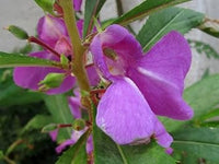 Impatiens Balsamine Violet Seeds – Organic, Heirloom, Non-GMO Seeds for Planting