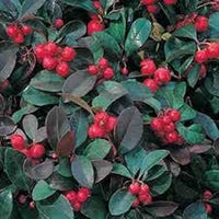 Red Gaultheria Fruit Seeds for Planting - Berry Enthusiasts & Gardeners, Heirloom Seeds, GMO Free