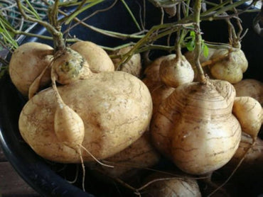 Jicama Pachyrhizus erosus vegetable seeds for planting in warm-season kitchen garden or deep containers