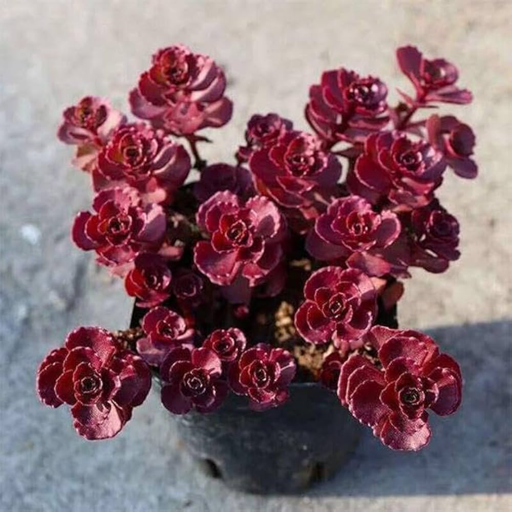 Sedum- Dragon's Blood