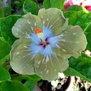 Giant Hibiscus Flower Seeds for Home & Garden