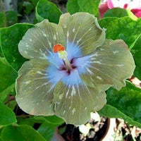 Giant Hibiscus Flower Seeds for Home & Garden