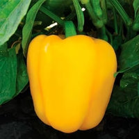 Mixed Capsicum pepper seeds for garden planting