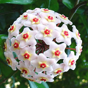 Rare sphere orchid flower Orchidaceae spp. seeds for planting in indoor pots or decorative planters