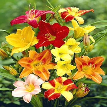 Daylily flower Hemerocallis spp. seeds for planting in home garden or decorative outdoor landscapes