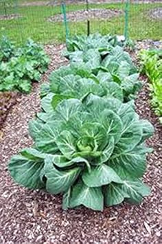 Green Collard Seeds for Planting - heirloom & Non-GMO Seeds