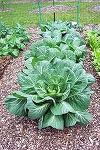 Green Collard Seeds for Planting - heirloom & Non-GMO Seeds