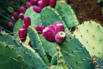Opuntia humifusa cactus plant seeds for gardening