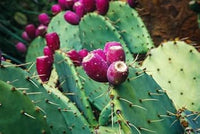 Opuntia humifusa cactus plant seeds for gardening