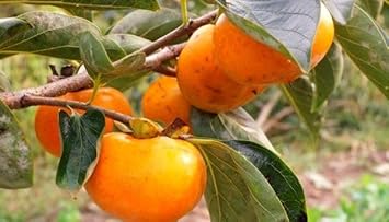 Suculentas Caqui Fruit Seeds - A Hardy and Flavorful Plant for Your Garden 100 pcs