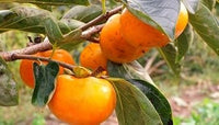 Suculentas Caqui Fruit Seeds - A Hardy and Flavorful Plant for Your Garden 100 pcs