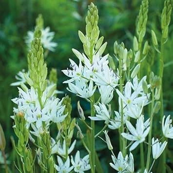 Camassia Leichtlinii Flower Seeds, Heirloom, Non-GMO Seeds for Planting