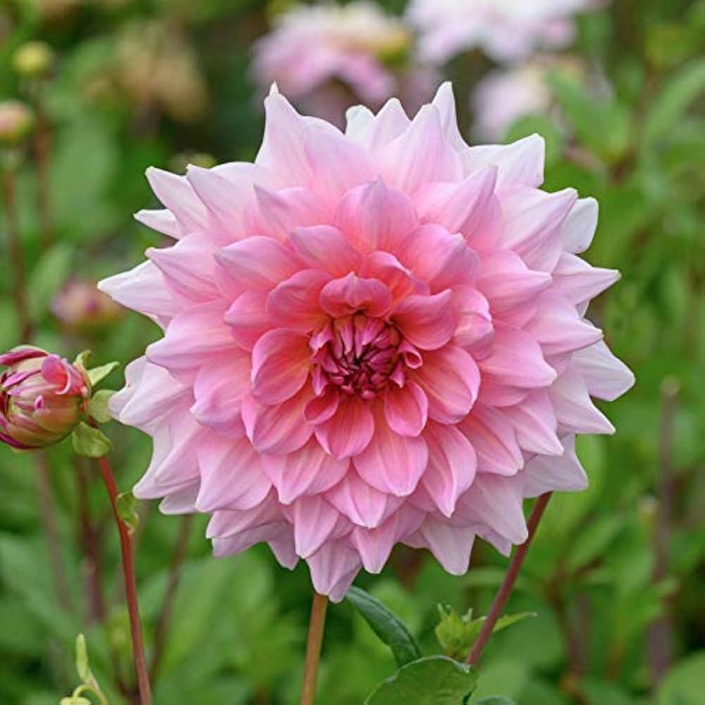 Otto's Thrill Dahlia