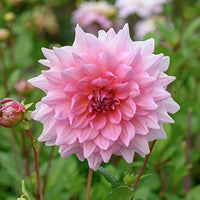 Otto's Thrill Dahlia