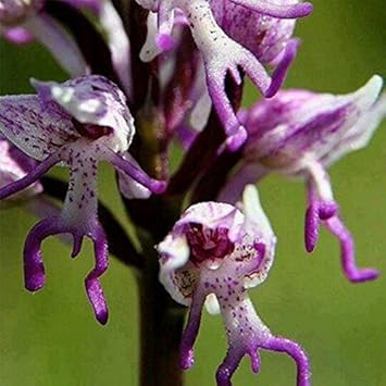 Heirloom Non-GMO Purple Orchis Italica Flower Seeds for planting in home garden