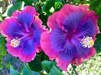 Giant Hibiscus Flower Seeds – Heirloom, Non-GMO Seeds for Planting Large Vibrant Blooms - Hibiscus for planting in home garden