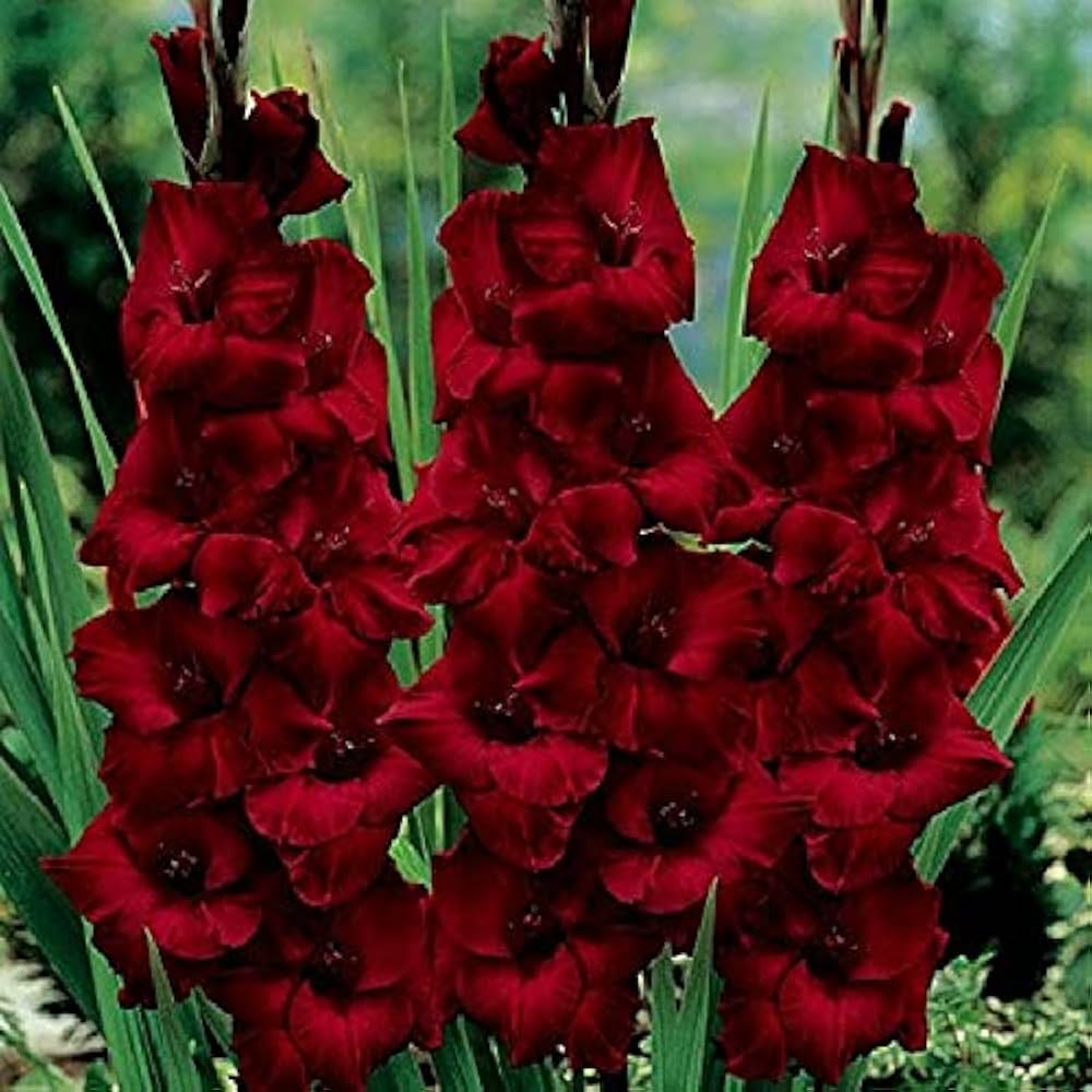 Gladiolus 'Rojo' bulbs blooming into bold red summer flowers with sword-shaped green leaves