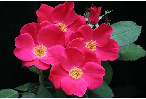 Rugosa Pink Flower Seeds for Planting – Organic, Heirloom, Non-GMO Seeds