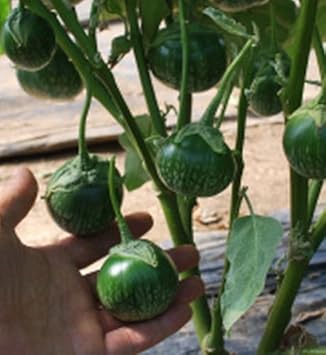 Green Eggplant Seeds for Planting - 100 pcs