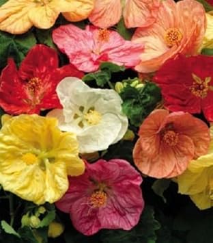 Mixed Hibiscus Flower Seeds – Heirloom, Non-GMO Seeds for Planting Colorful Blooming Variety
