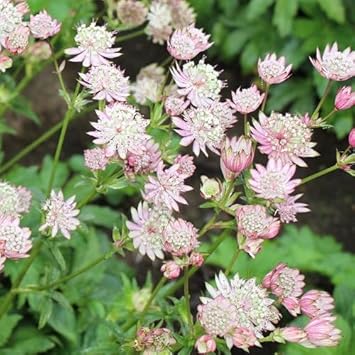Heirloom Non-GMO Major Astrantia Flower Seeds for Planting – Unique Starry Perennial Garden Blooms - Non-GMO for planting in home garden