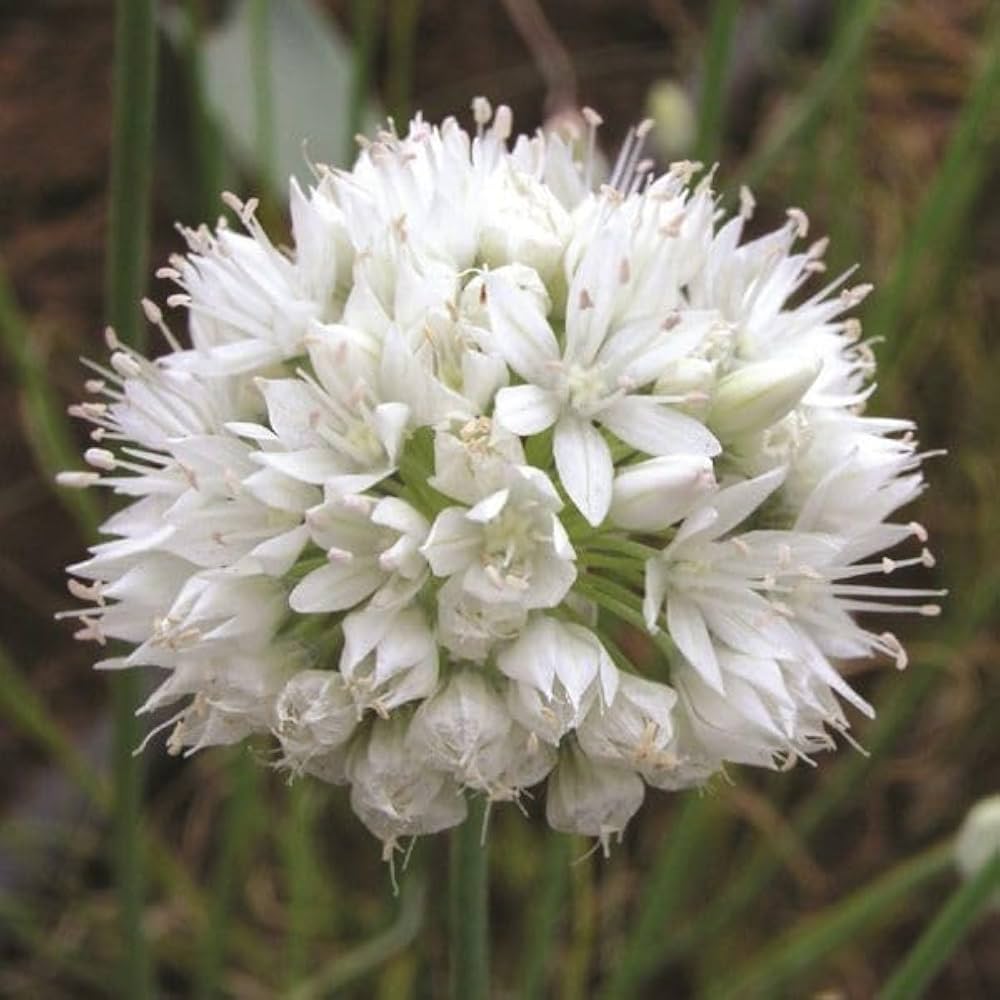 Graceful Beauty Allium Seeds