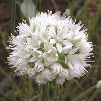 Graceful Beauty Allium Seeds