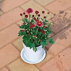 Ground Cover Chrysanthemum Flower - for planting in home garden