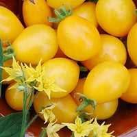 Yellow Tomato Vegetable Seeds for Planting, heirloom & Non-GMO Seeds