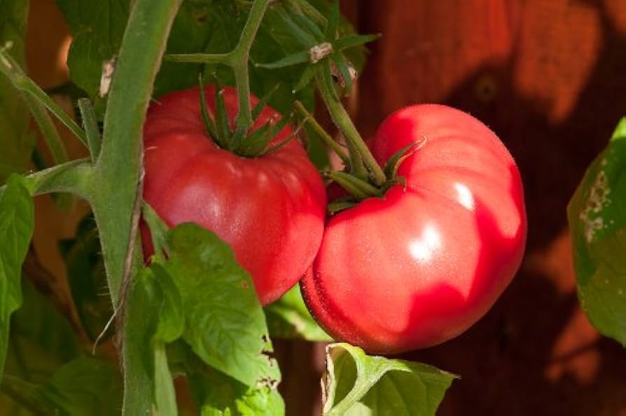 Red (Brandywine tomato) for planting in garden